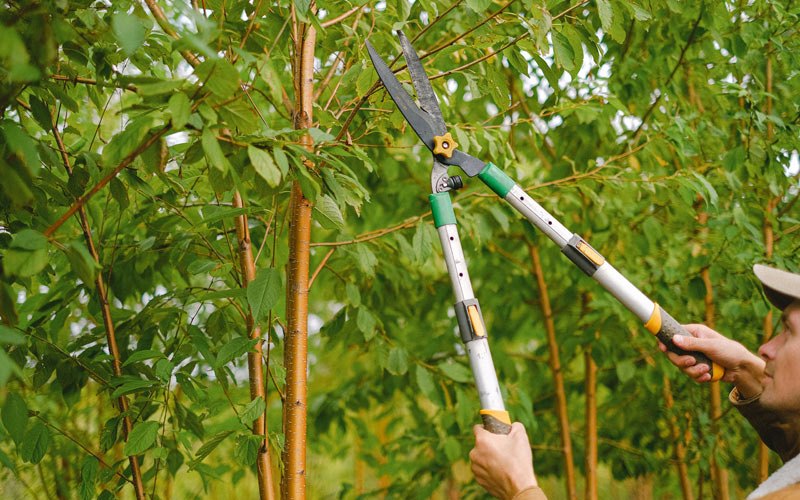 Tree trimming in Beech Creek, PA
